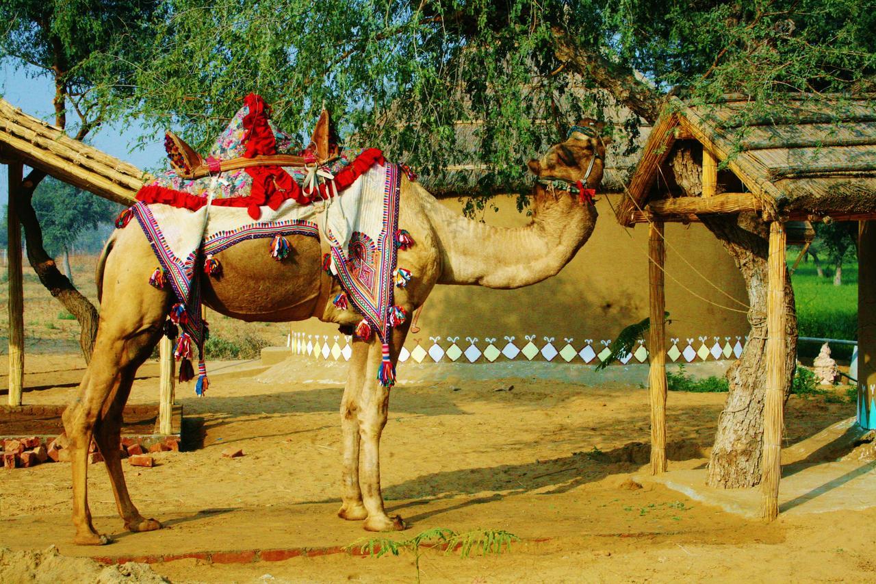 Desert Nights Mandāwa Eksteriør bilde